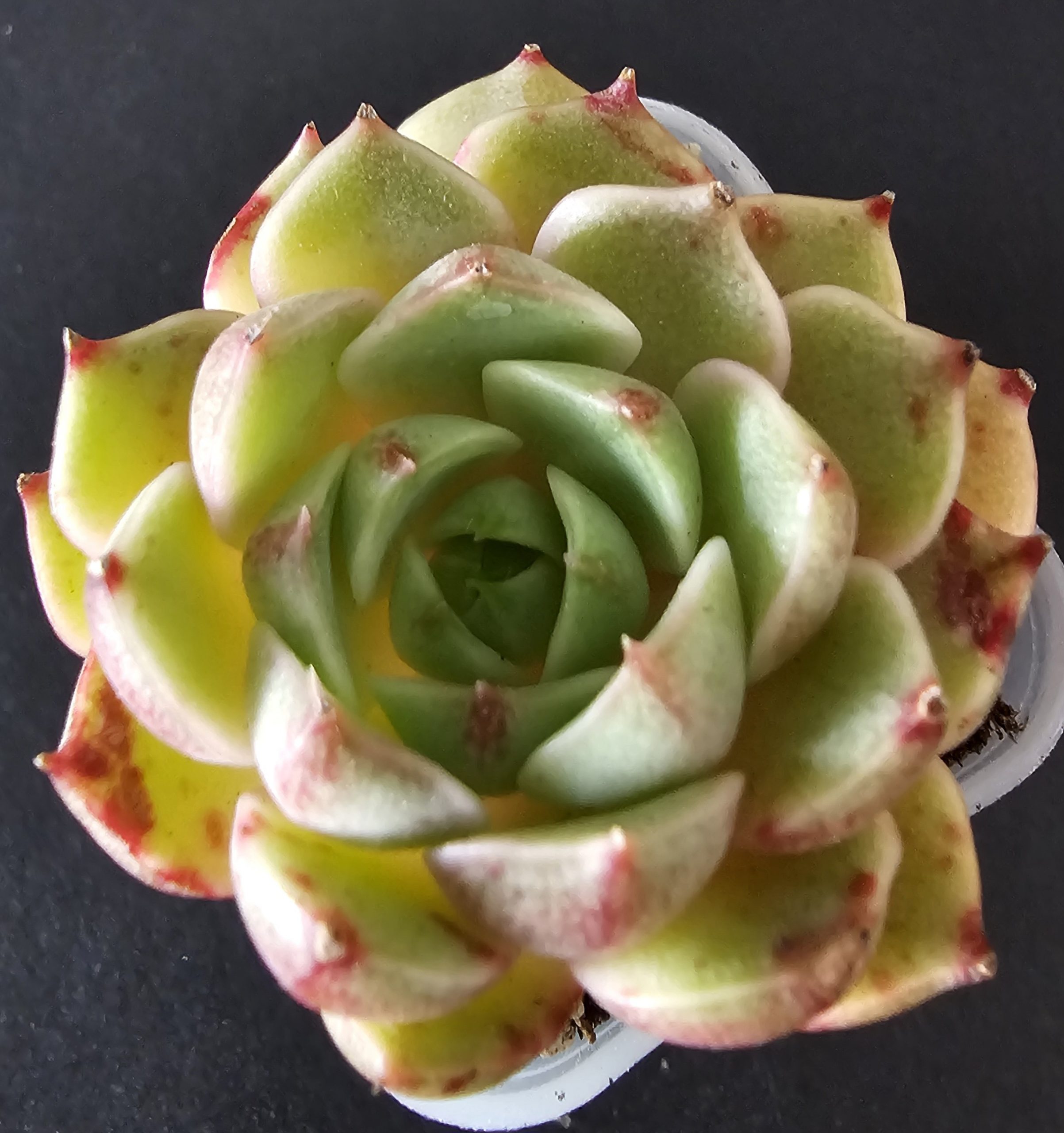 Echeveria 'Ben Badis' pot 5,5cm