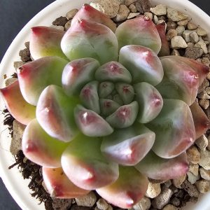 Echeveria 'Diamond Carolata' pot 6cm