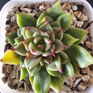 Echeveria 'Tesla' pot 5.5cm