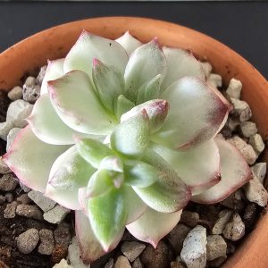 Echeveria 'Tango Var Plantinum' pot 5.5cm