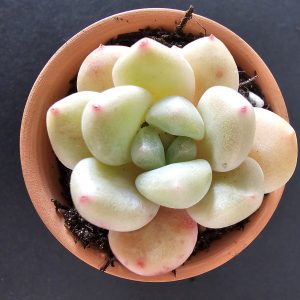 Pachyveria 'Frevel' pot 5.5cm
