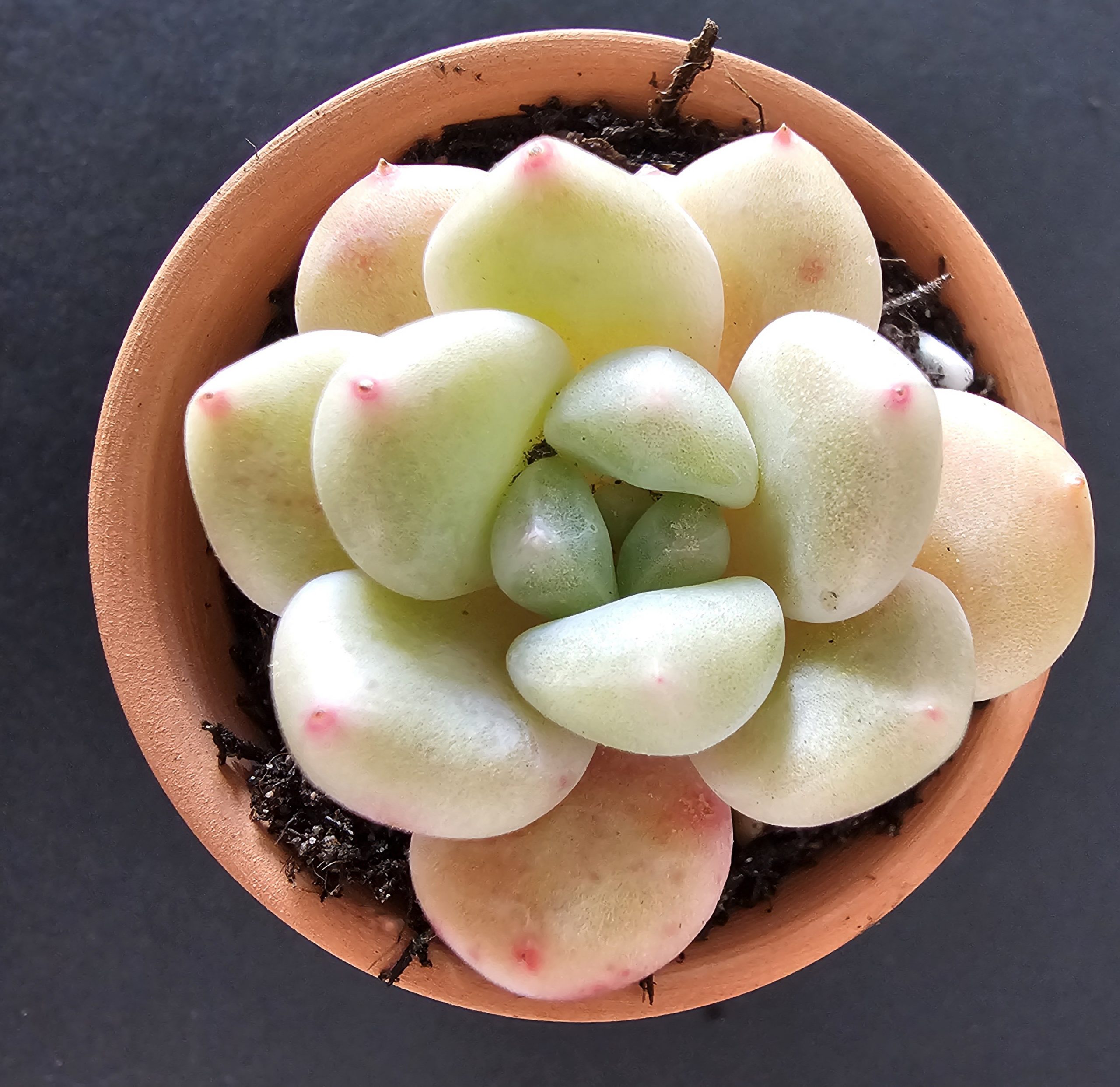 Pachyveria 'Frevel' pot 5.5cm