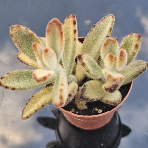 Kalanchoe tomentosa 'Panda' pot 5.5cm
