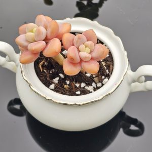 Graptosedum 'Red Miul' pot 9cm