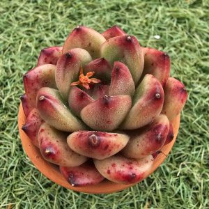 Echeveria 'TM Corea' pot 5.5cm