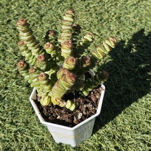 Crassula rupestris pot 7.5cm