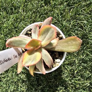 Echeveria 'Rose Rock Variegata' pot 5.5cm