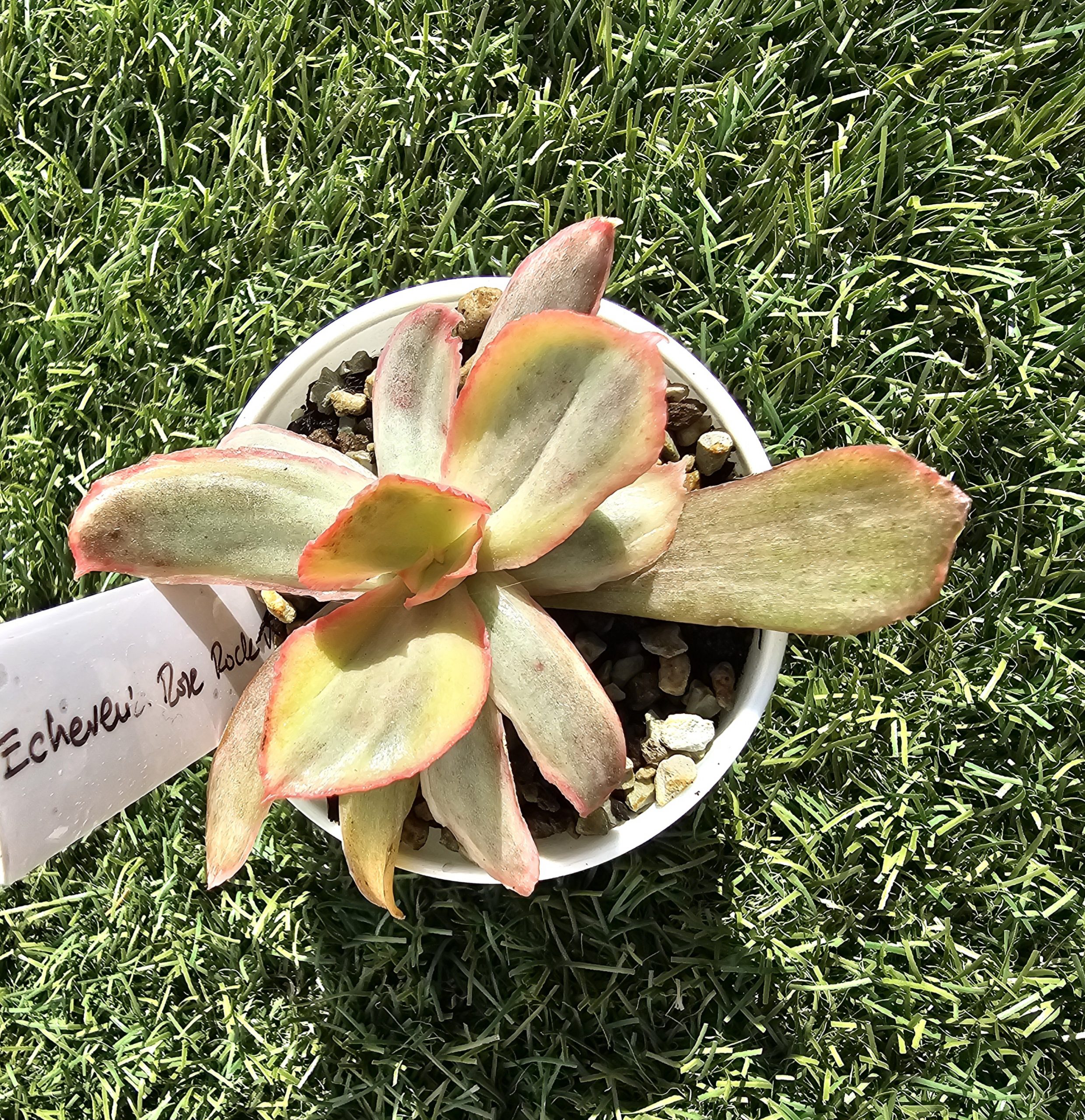 Echeveria 'Rose Rock Variegata' pot 5.5cm