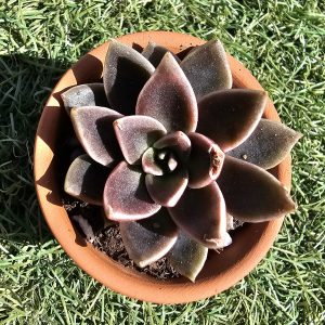 Echeveria serrana pot 5.5cm