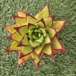 Echeveria agavoides 'Lipstick' pot 7.5cm