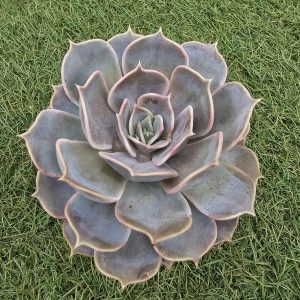 Echeveria 'Lila Cina' pot 10cm