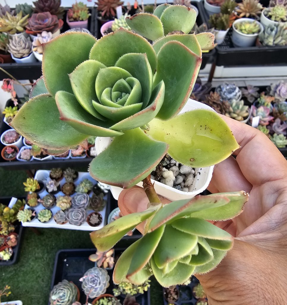 Aeonium haworthii 'Pinwheel' pot 5.5cm