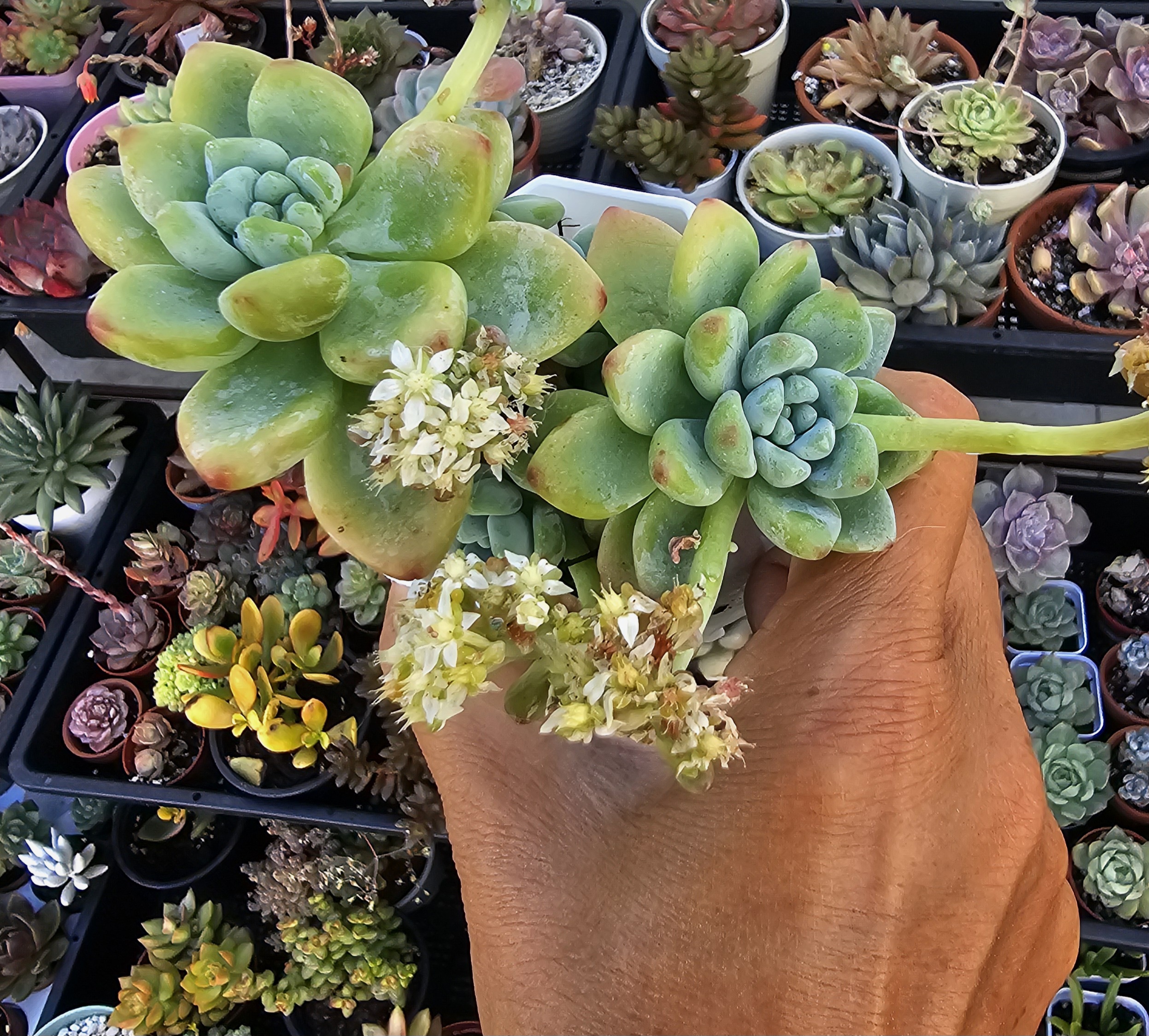 Sedum clavatum pot 7,5cm
