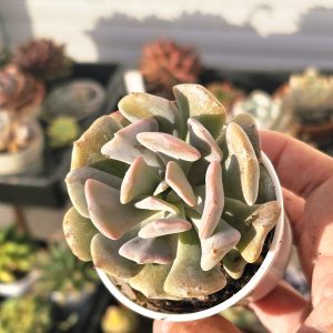 Echeveria 'Cubic Frost' pot 6.5cm
