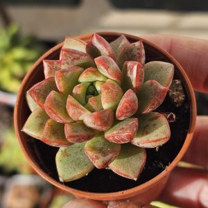 Echeveria 'Nacre' pot 5.5cm