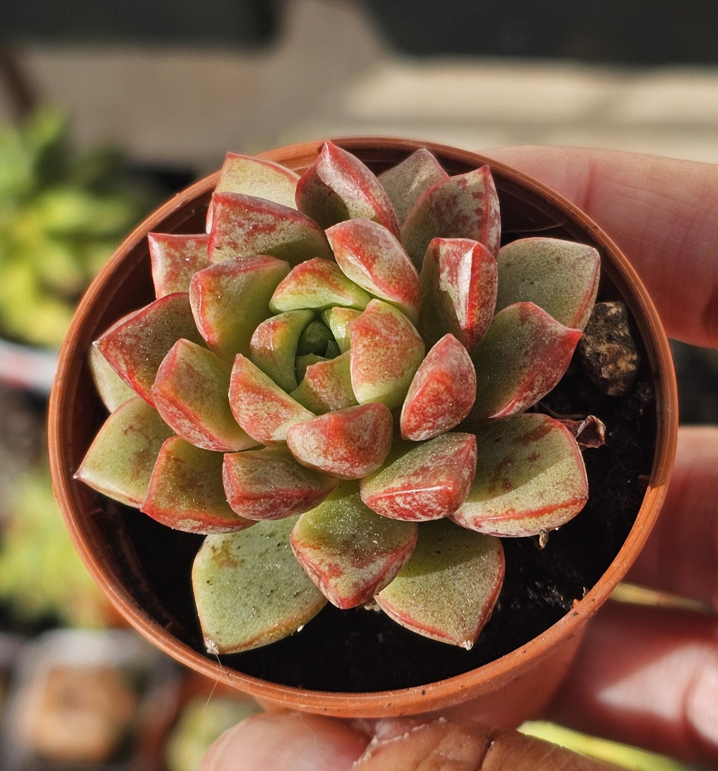 Echeveria 'Nacre' pot 5.5cm