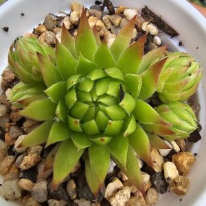 Sempervivum mini rosette pot 6.5cm
