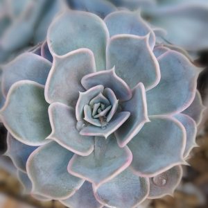 Echeveria 'Lila Cina' pot 10cm