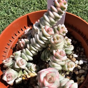 Crassula marnierana variegata pot 9cm
