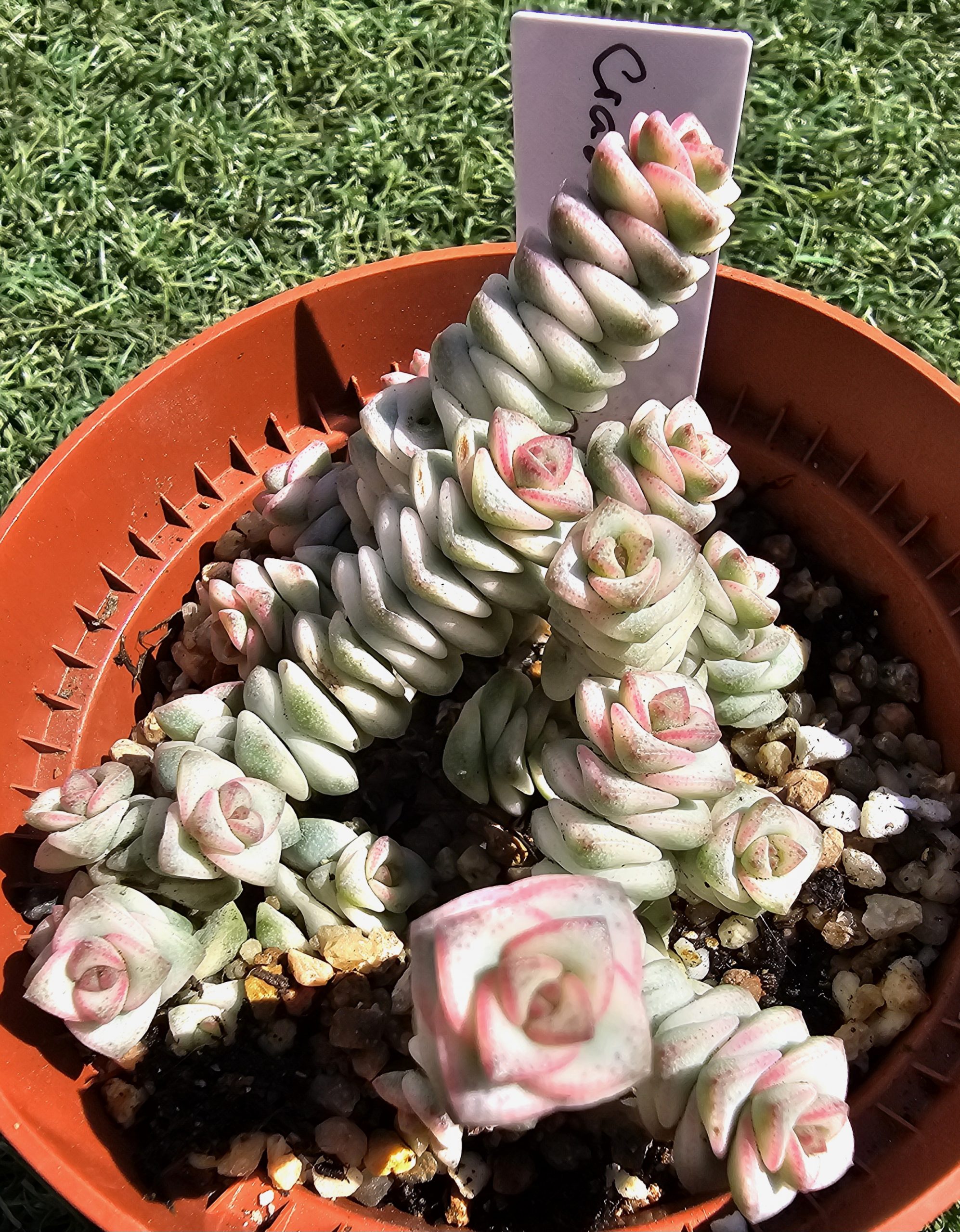 Crassula marnierana variegata pot 9cm