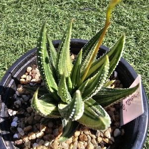 Haworthia pumila variegata pot 9 cm