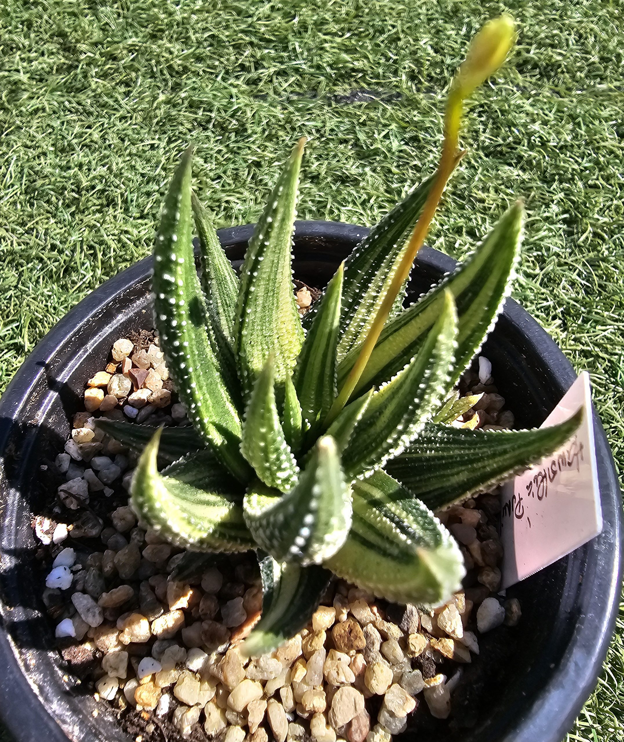 Haworthia pumila variegata pot 9 cm