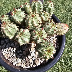 Euphorbia variegata pot 10cm