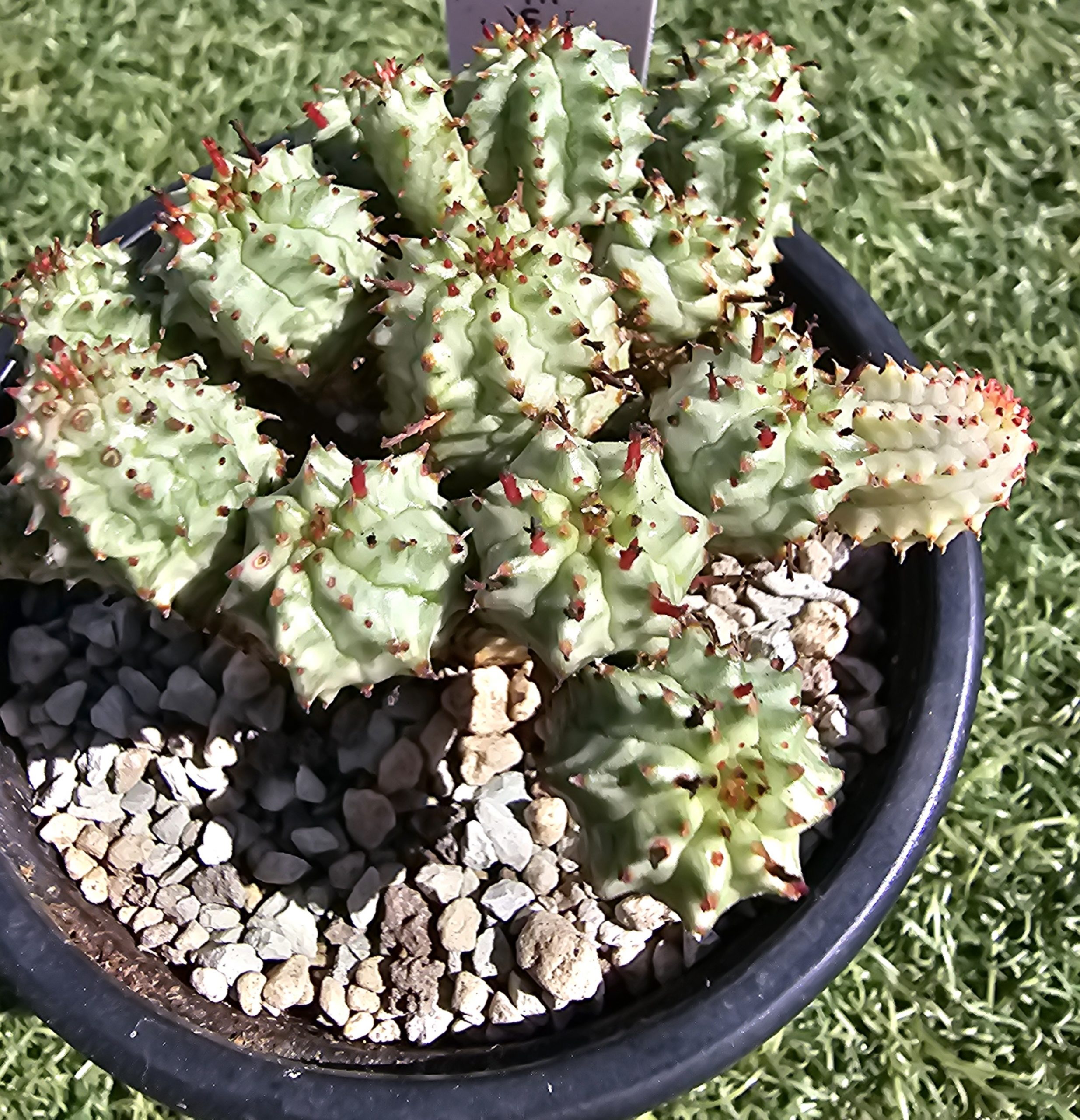 Euphorbia variegata pot 10cm