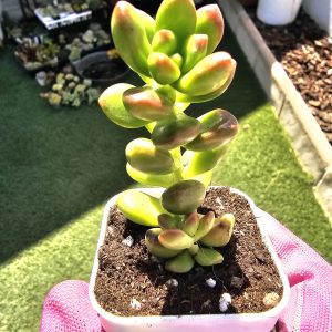 Sedum lucidum 'Obesum' pot 6,5cm