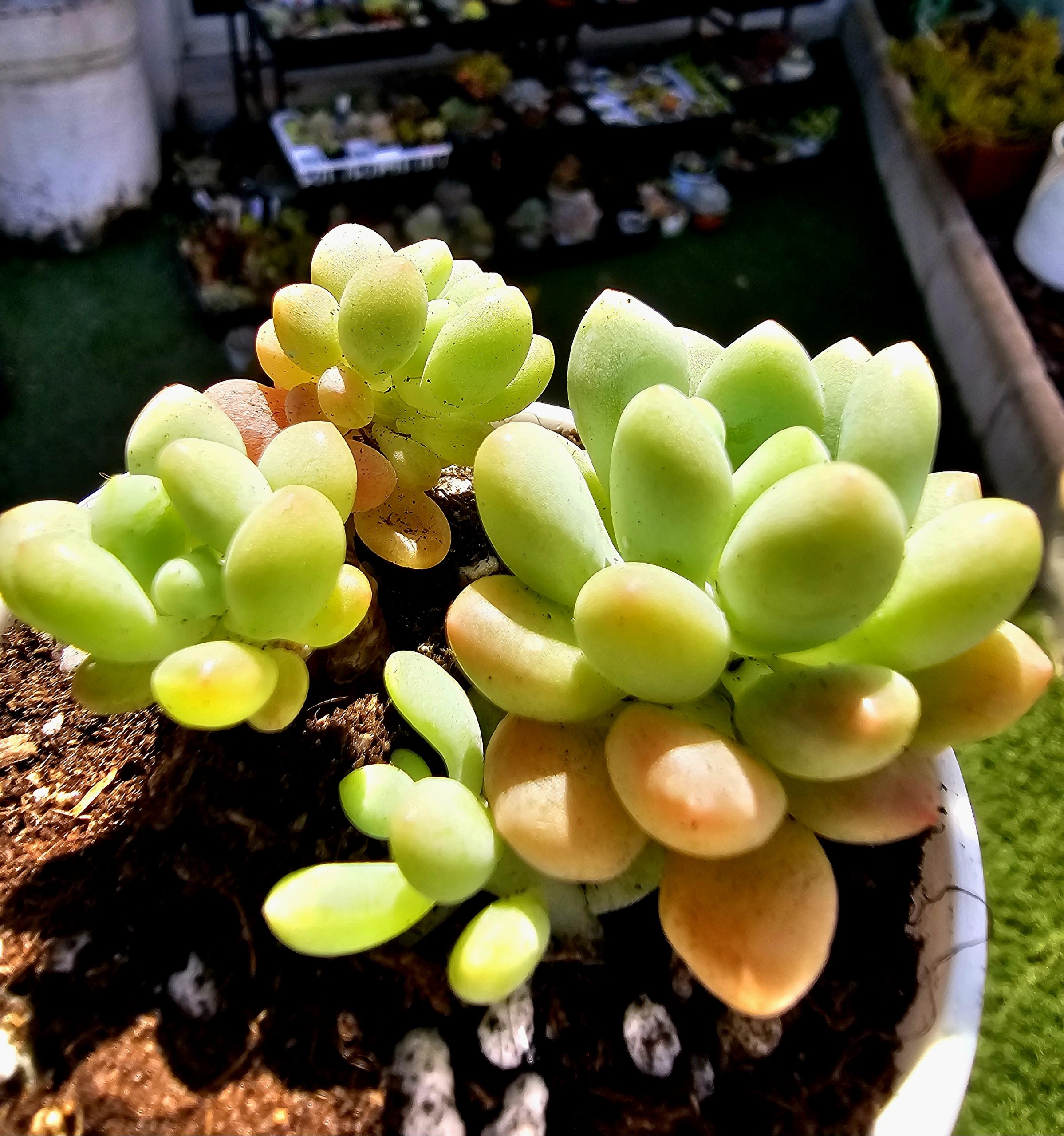 Pachyphytum 'Bubble gum' pot 6,5cm – Image 2