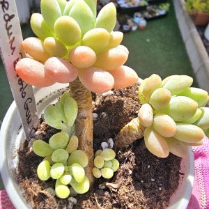 Pachyphytum 'Bubble gum' pot 6,5cm