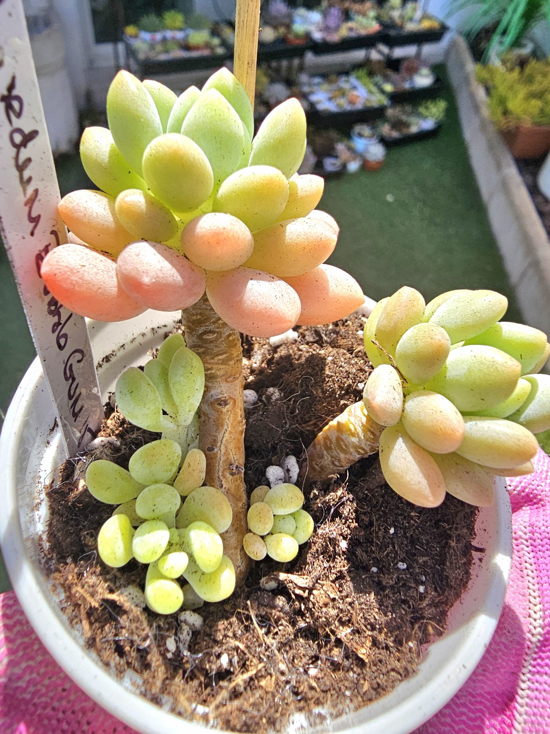 Pachyphytum 'Bubble gum' pot 6,5cm