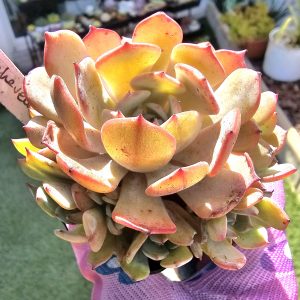Echeveria 'Laulensis' 11 têtes pot 10cm