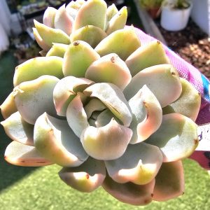 Echeveria 'Fantôme' variegata et son bébé pot 9cm
