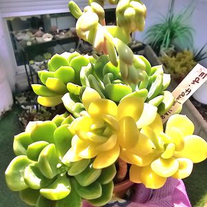 Echeveria 'Fanta' en partie Variegata pot 9cm