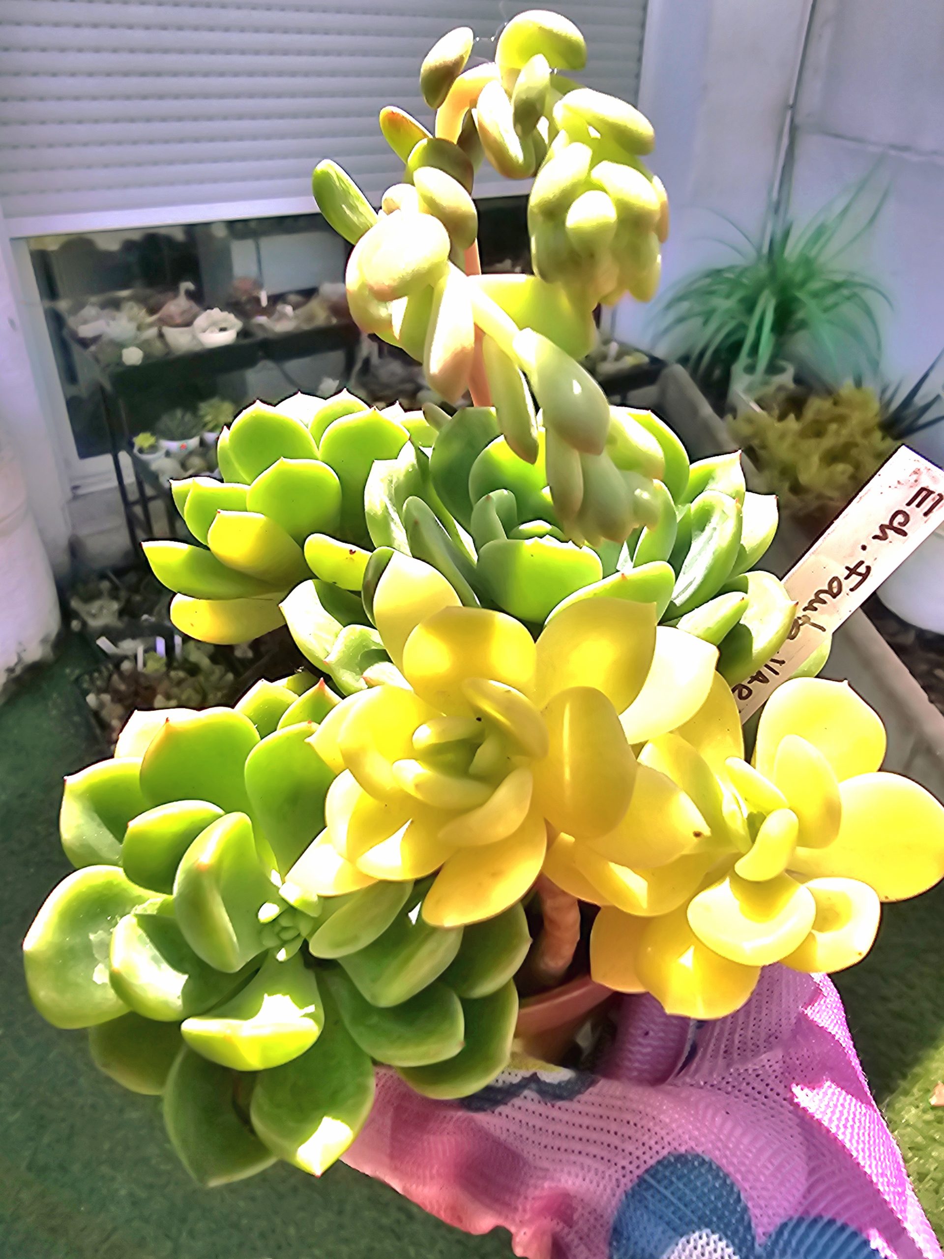 Echeveria 'Fanta' en partie Variegata pot 9cm