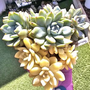 Pachyveria 'Clavifolia" en partie Variegata pot 10 cm