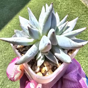 Echeveria 'Unguiculata' 3 têtes