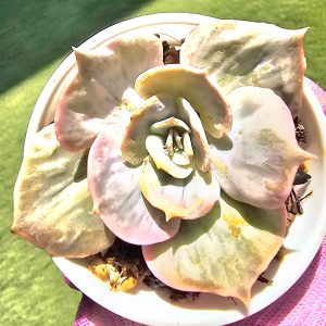 Echeveria 'Lila Cina Marble' pot 6,5cm