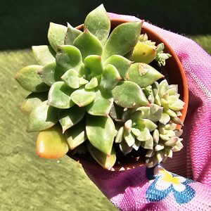 Echeveria 'Emerald' pot 5,5cm