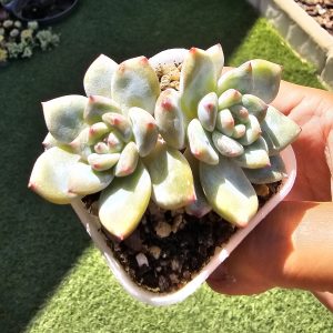 Echeveria 'Jade Hibiscus' pot 5,5cm 2 petites rosettes