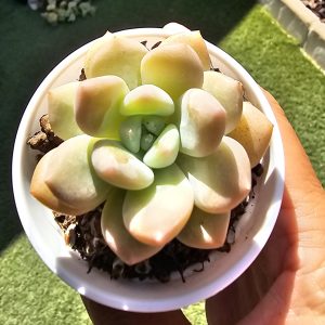 Echeveria 'Ice Orange' pot 6,5cm