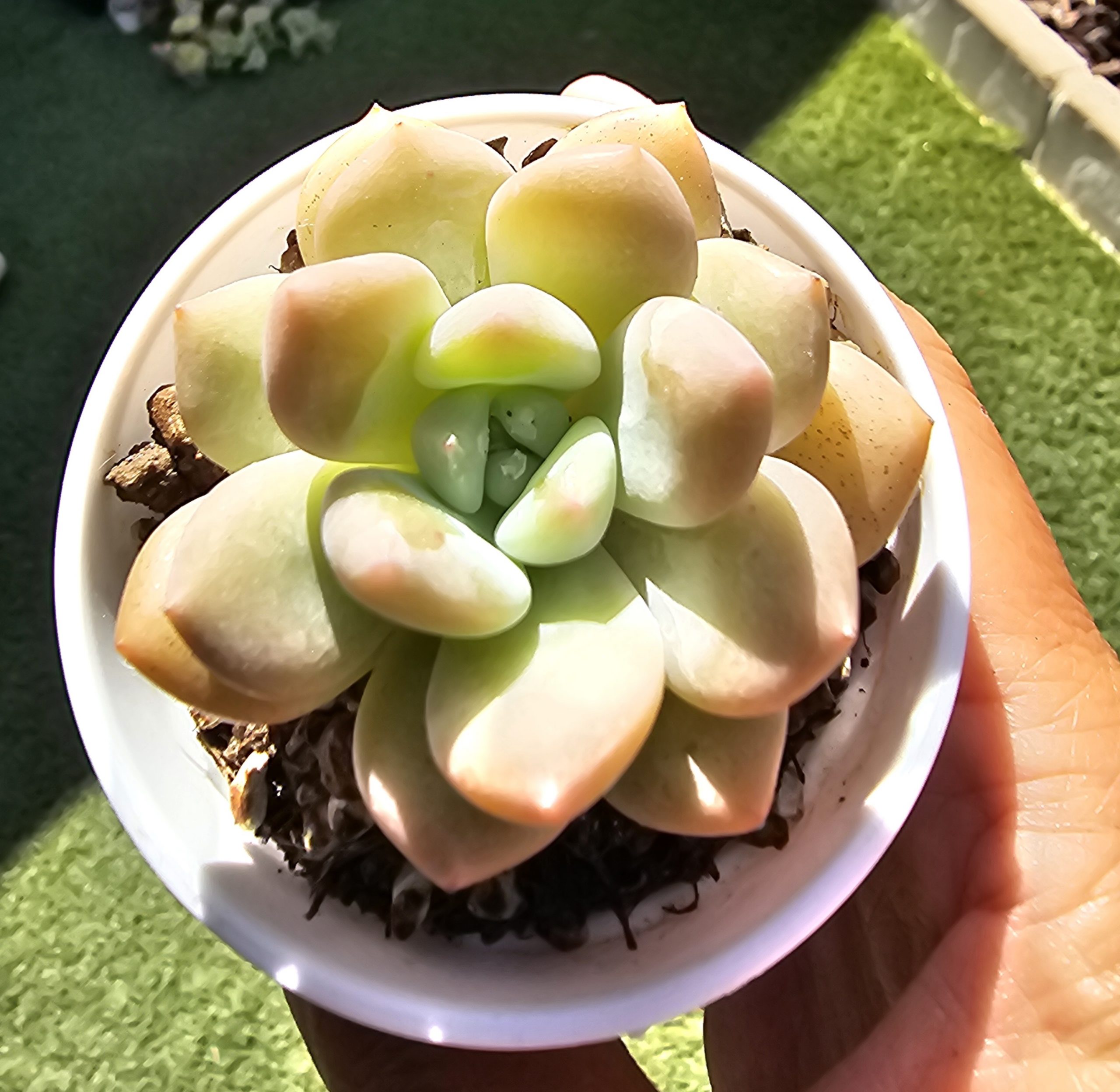 Echeveria 'Ice Orange' pot 6,5cm