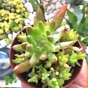 Orostachys 'Japonica' pot 5,5cm