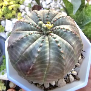 Euphorbia 'Obesa' pot 7,5cm