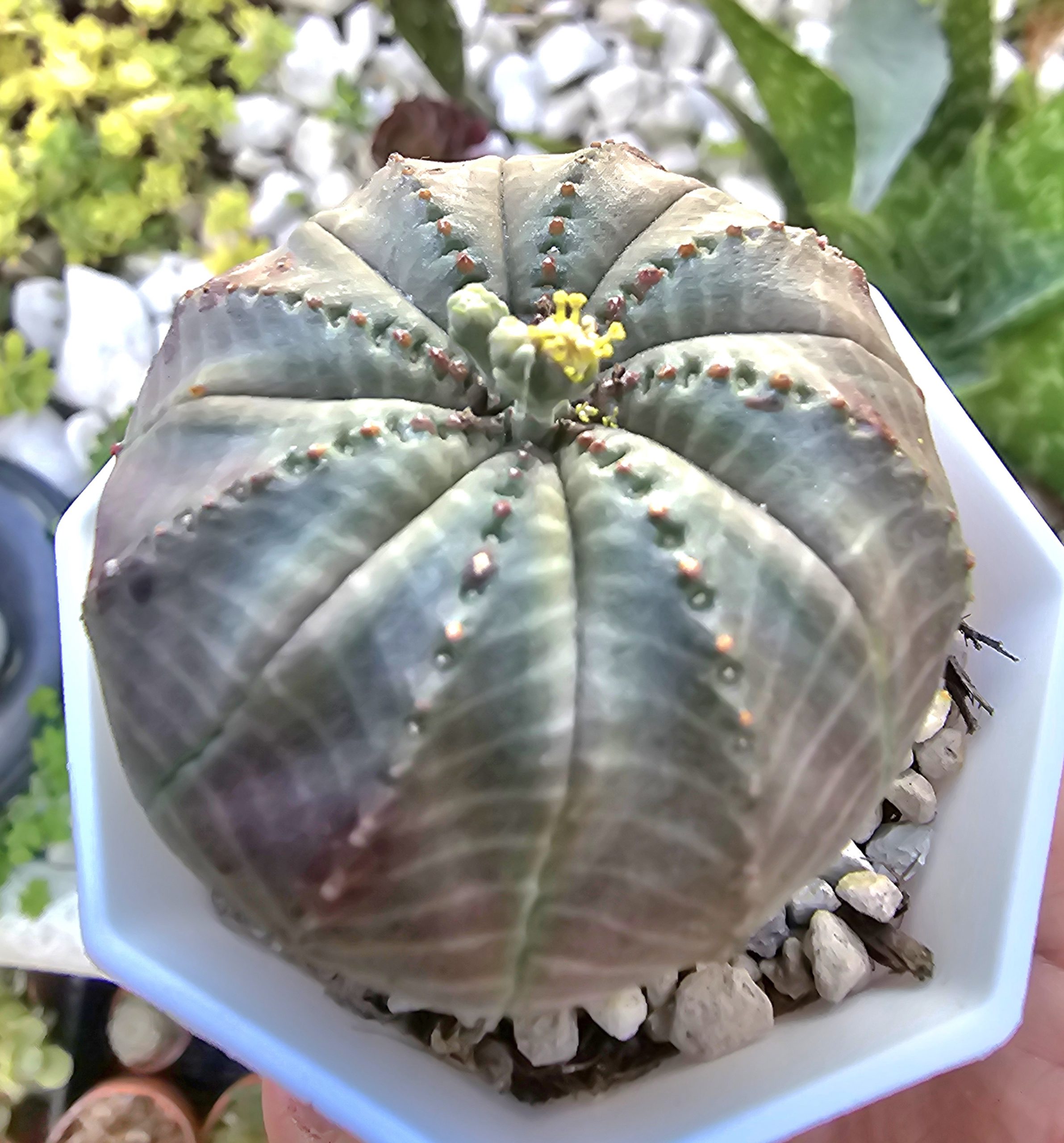 Euphorbia 'Obesa' pot 7,5cm