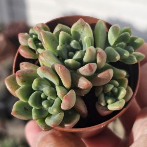 Echeveria 'Vienna' pot 5.5cm
