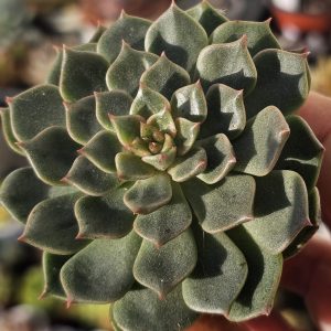 Echeveria 'Wine Peach' pot 5.5cm
