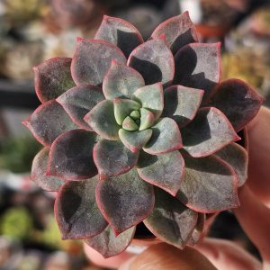 Echeveria 'subcorymbosa Lau 030' pot 5.5cm