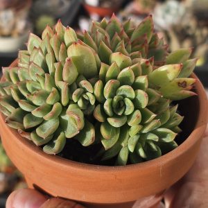 Echeveria 'Mebina' pot 10cm